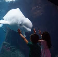 kids looking at beluga whale at georgia aquarium
