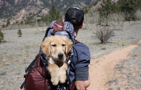 man with dog in backpack