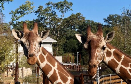 two giraffes at zoo atlanta