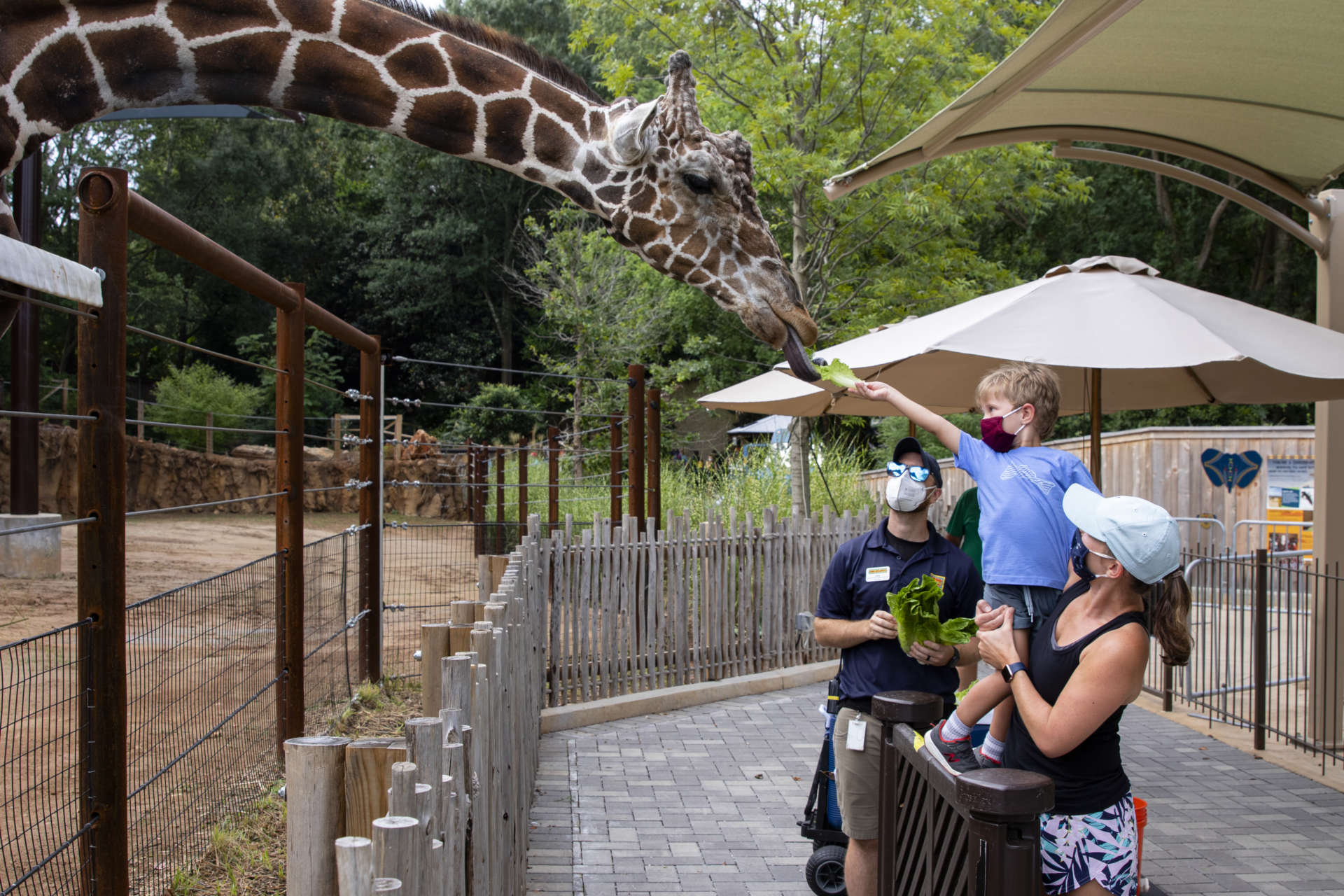 young boy feeding a giraffe at zoo atlanta