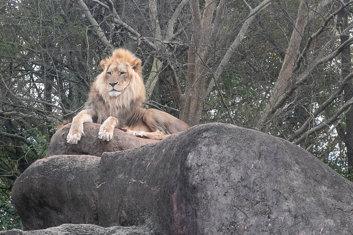 lion sitting on a rock at zoo atlanta